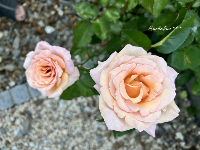 薔薇のある庭（低農薬で育てる日々ガーデニング記録） - kuchakunの