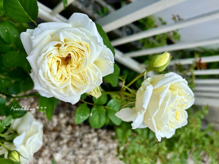 薔薇のある庭（低農薬で育てる日々ガーデニング記録） - kuchakunの
