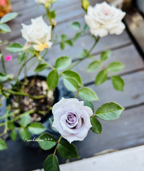 薔薇のある庭（低農薬で育てる日々ガーデニング記録） - kuchakunの