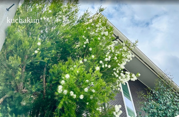 ユーカリポポラスの苗を地植え】i-smartのお庭南東側 - kuchakunの