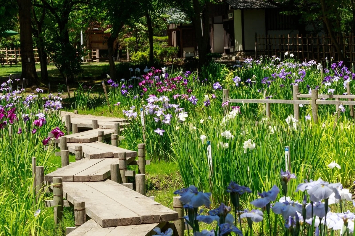 菖蒲湯
