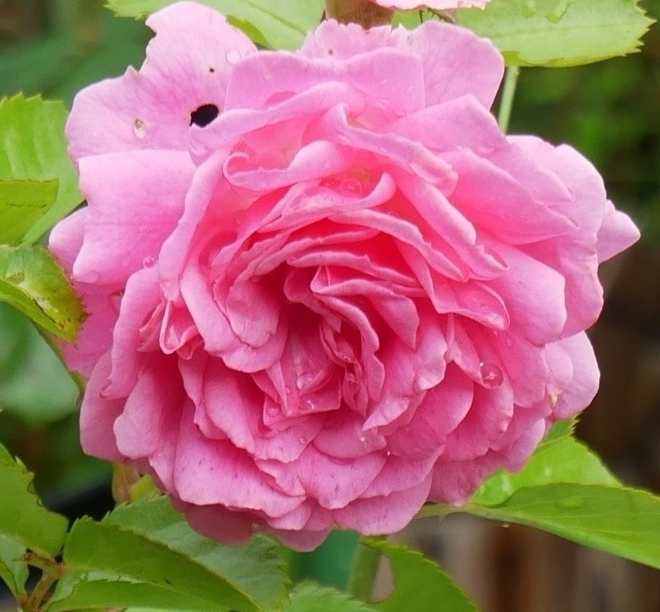 f:id:kugunarihama:20210730170322j:plain