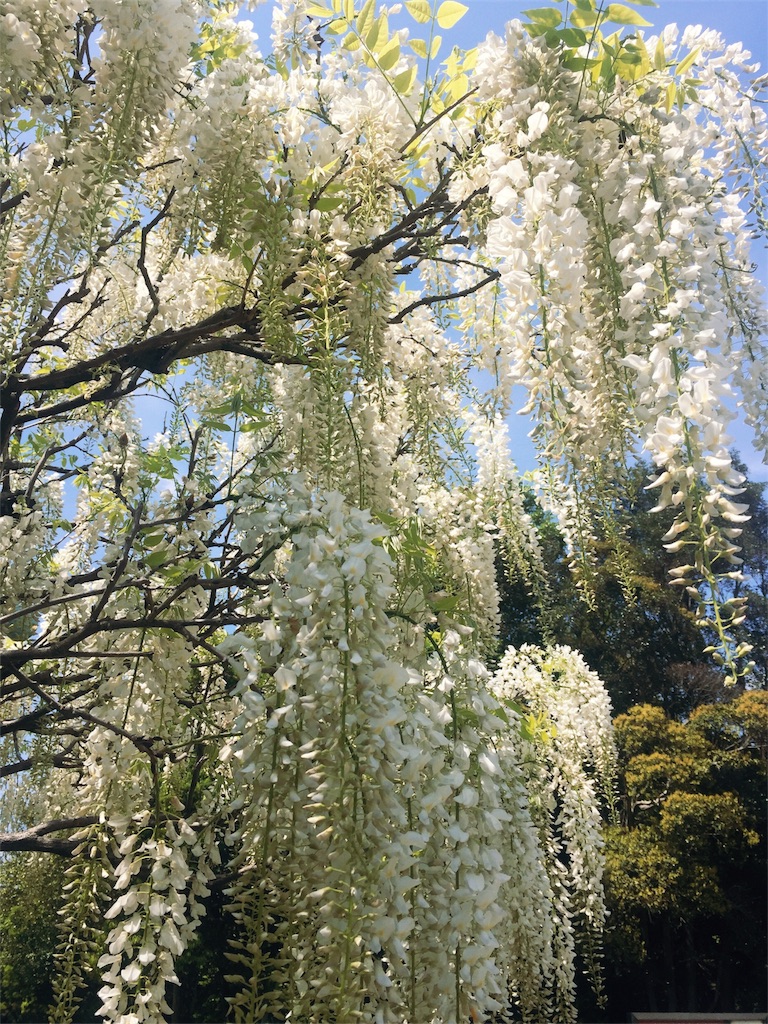 f:id:kuhmai:20190507224644j:plain