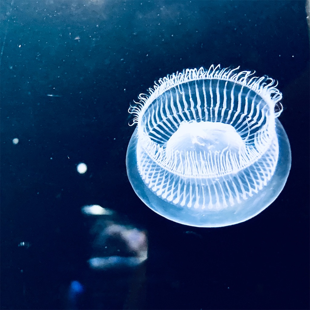 f:id:kuhmai:20200720221140j:image