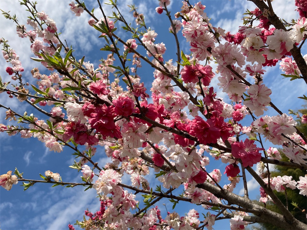 f:id:kuhmai:20210420144302j:image