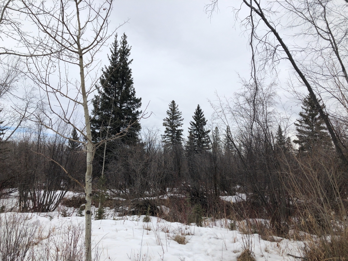 f:id:kuishinbou445:20200331051522j:plain