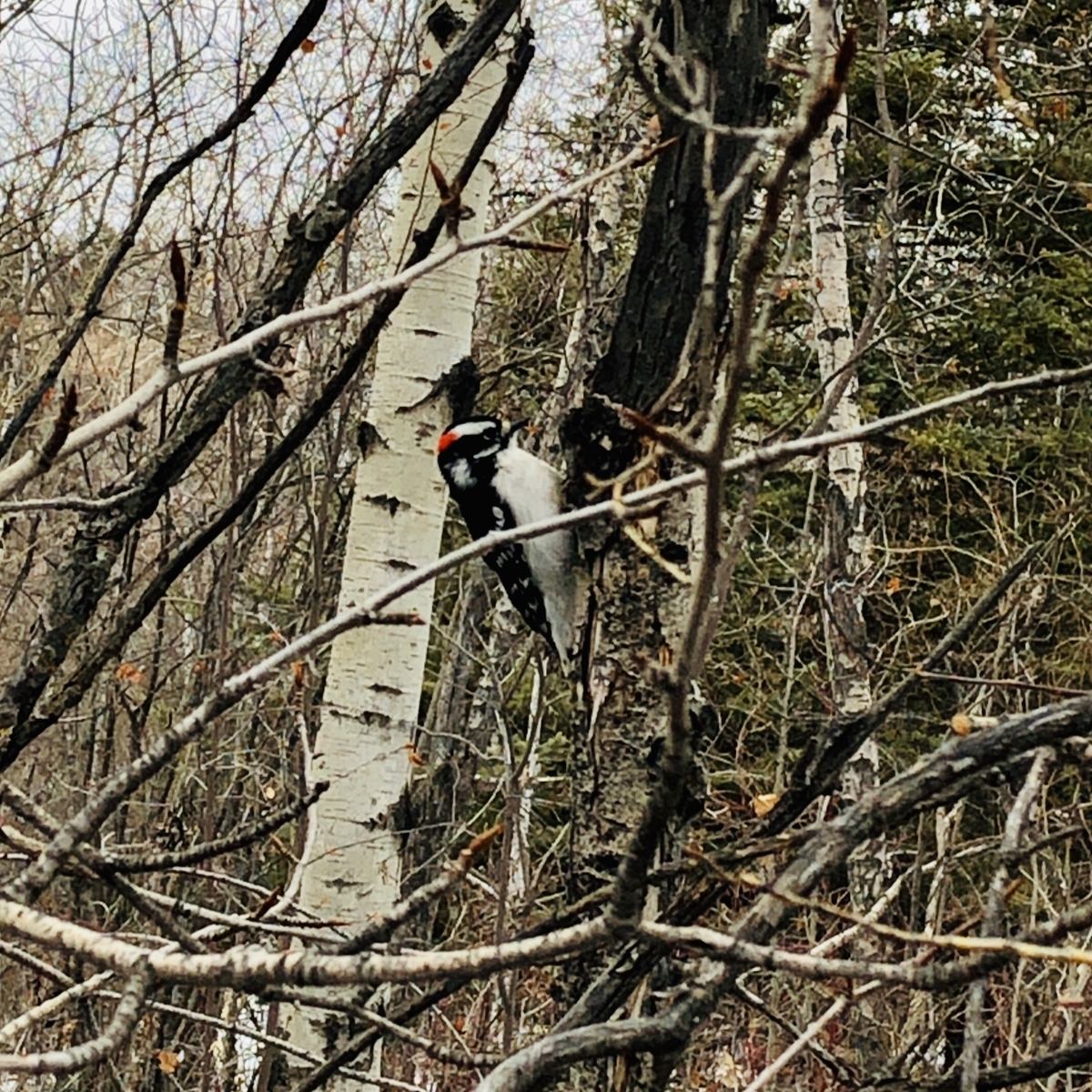 f:id:kuishinbou445:20200412070406j:plain