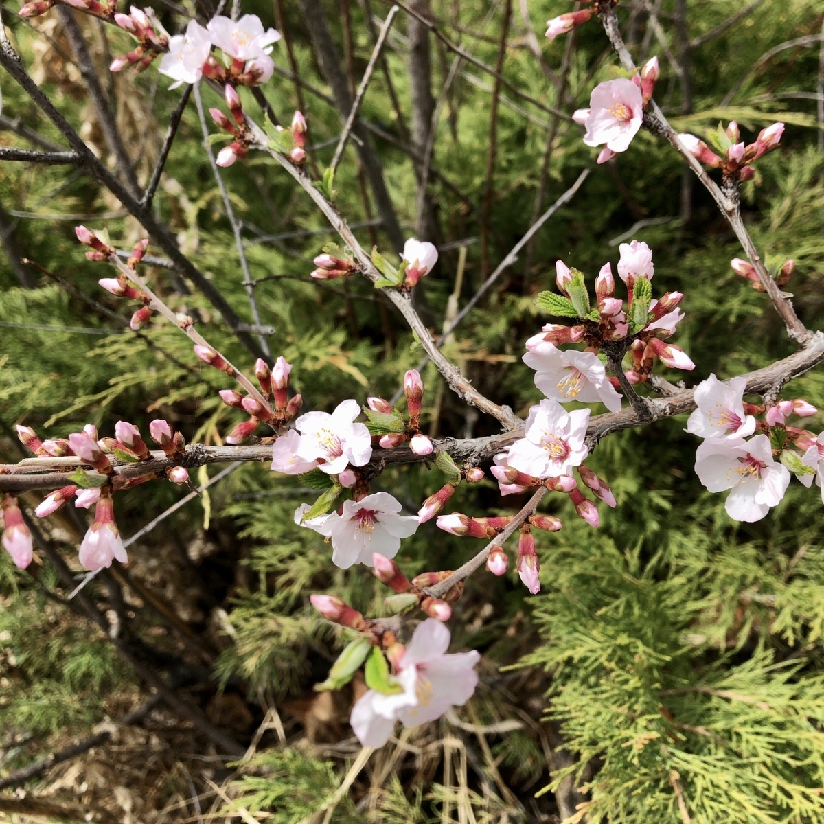 f:id:kuishinbou445:20200519141353j:plain