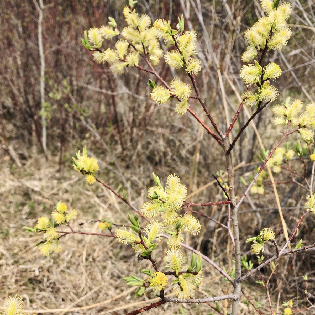 f:id:kuishinbou445:20200519141402j:plain