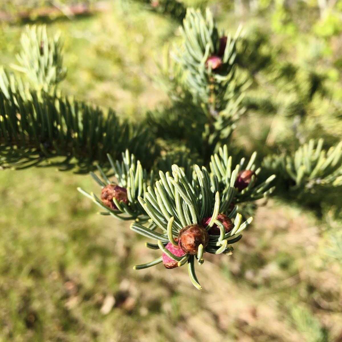 f:id:kuishinbou445:20200525001727j:plain