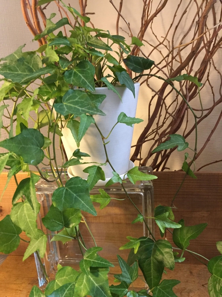 f:id:kuisti:20180527102937j:plain f:id:kuisti:20180527102937j:plain