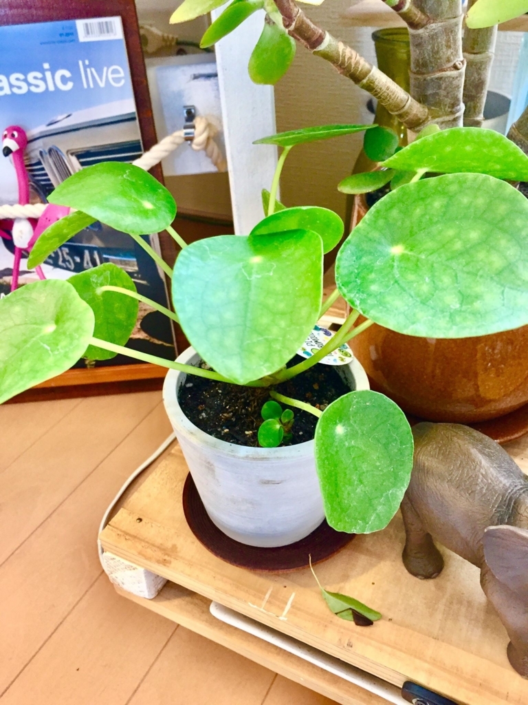 f:id:kuisti:20180527103606j:plain f:id:kuisti:20180527103606j:plain