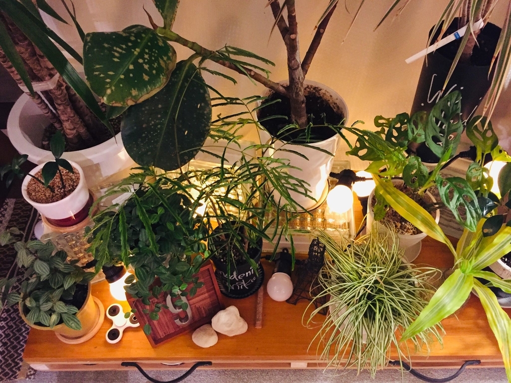 f:id:kuisti:20190111222929j:plain
