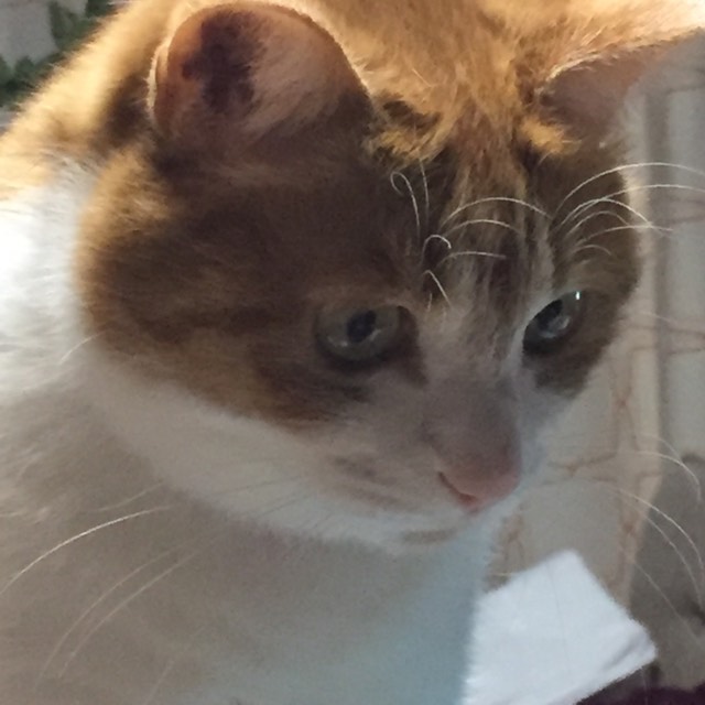 f:id:kuisti:20190301182022j:plain
