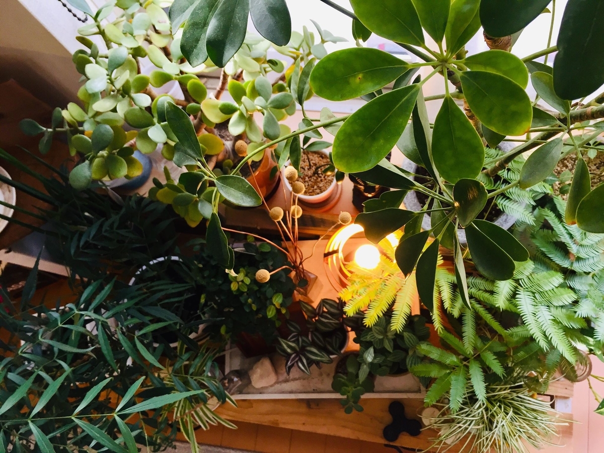 f:id:kuisti:20190525140135j:plain f:id:kuisti:20190525140135j:plain