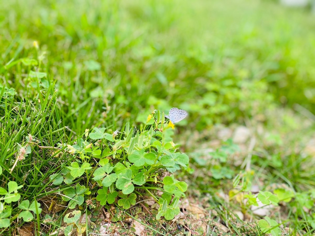 f:id:kuisti:20200924202948j:plain f:id:kuisti:20200924202948j:plain