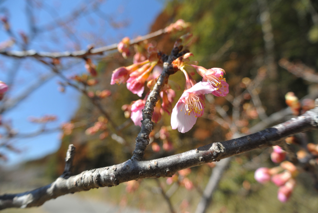 f:id:kuisugimasa:20170214143547j:plain