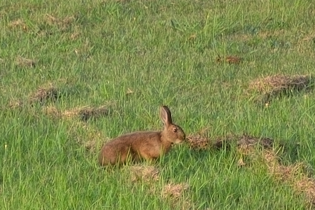 f:id:kuisugimasa:20180729074022j:plain