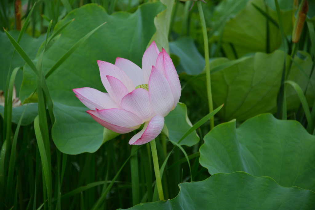 f:id:kuisugimasa:20180729074154j:plain