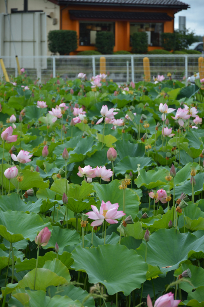 f:id:kuisugimasa:20180729074209j:plain