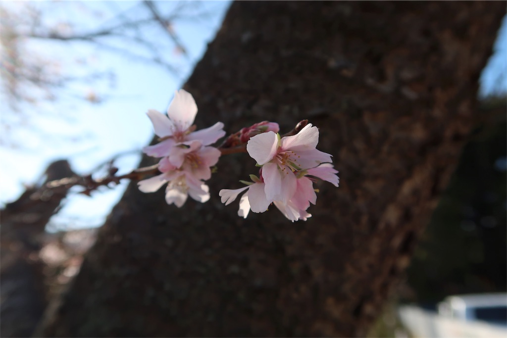 f:id:kuisugimasa:20181112090853j:image f:id:kuisugimasa:20181112090853j:image