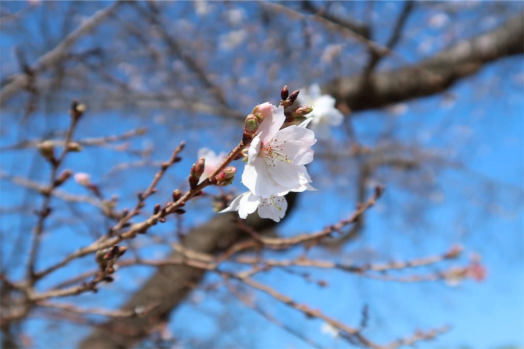 f:id:kuisugimasa:20181112104533j:image f:id:kuisugimasa:20181112104533j:image