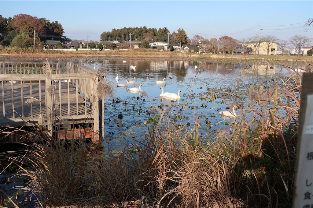 f:id:kuisugimasa:20181128070945j:image