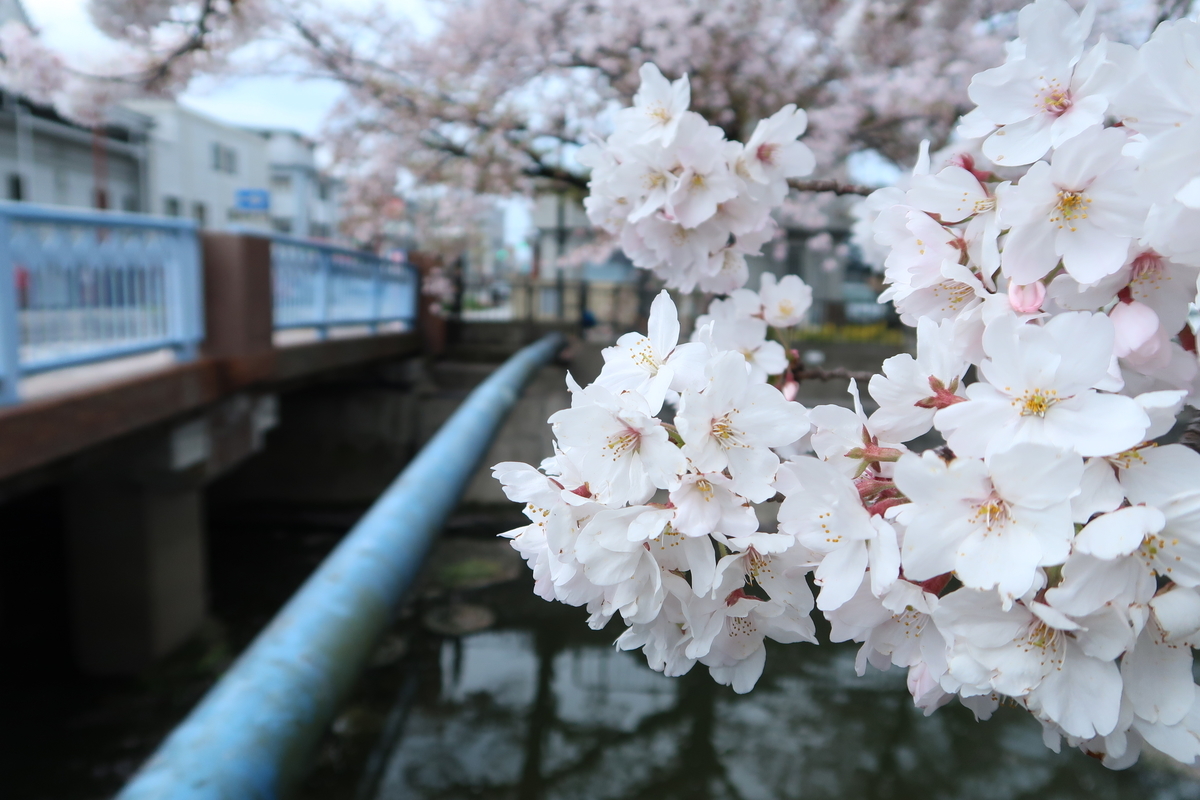 f:id:kuisugimasa:20190414122903j:plain