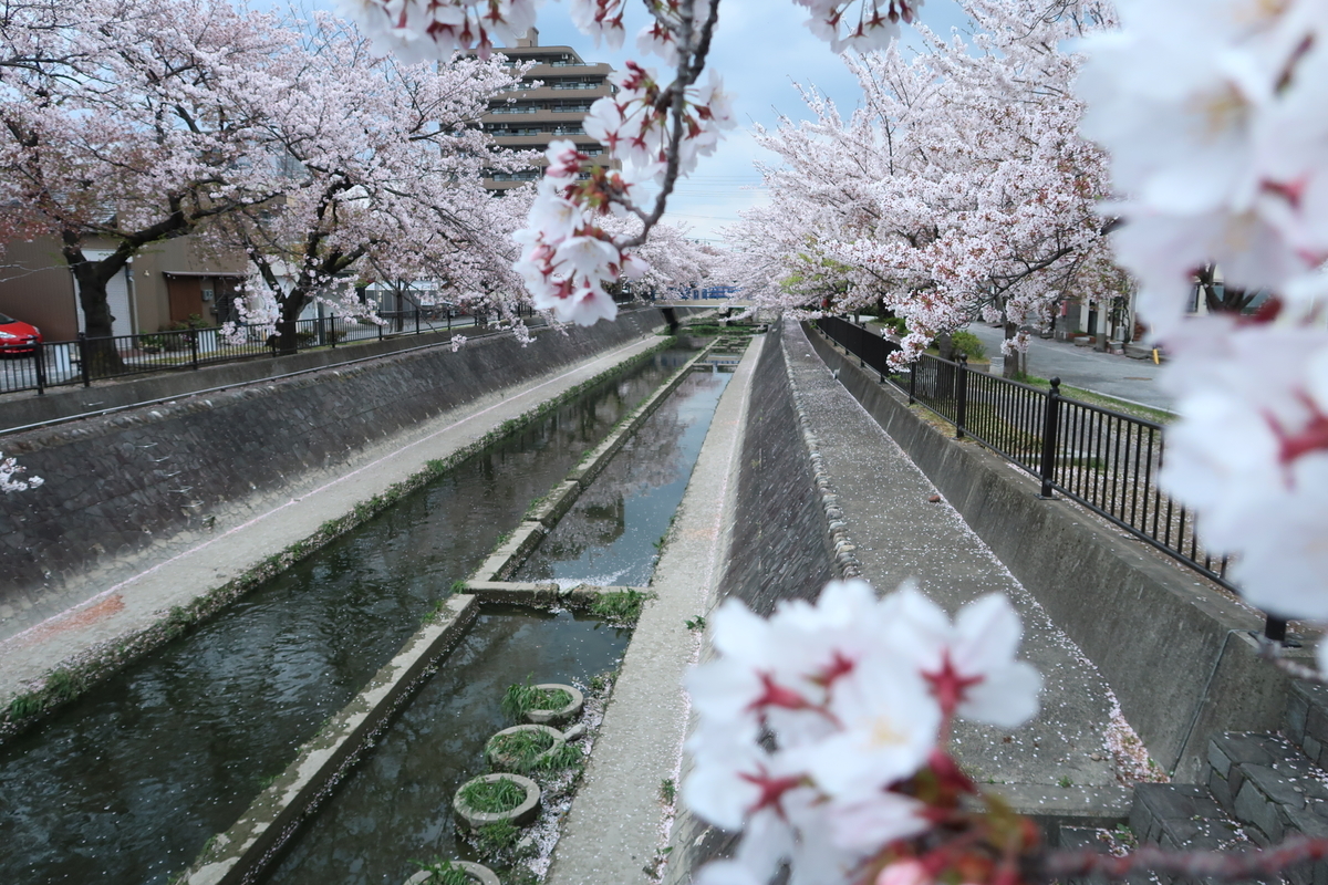 f:id:kuisugimasa:20190414122930j:plain