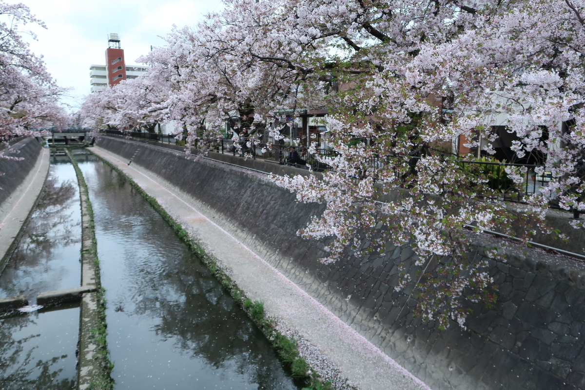 f:id:kuisugimasa:20190414122955j:plain