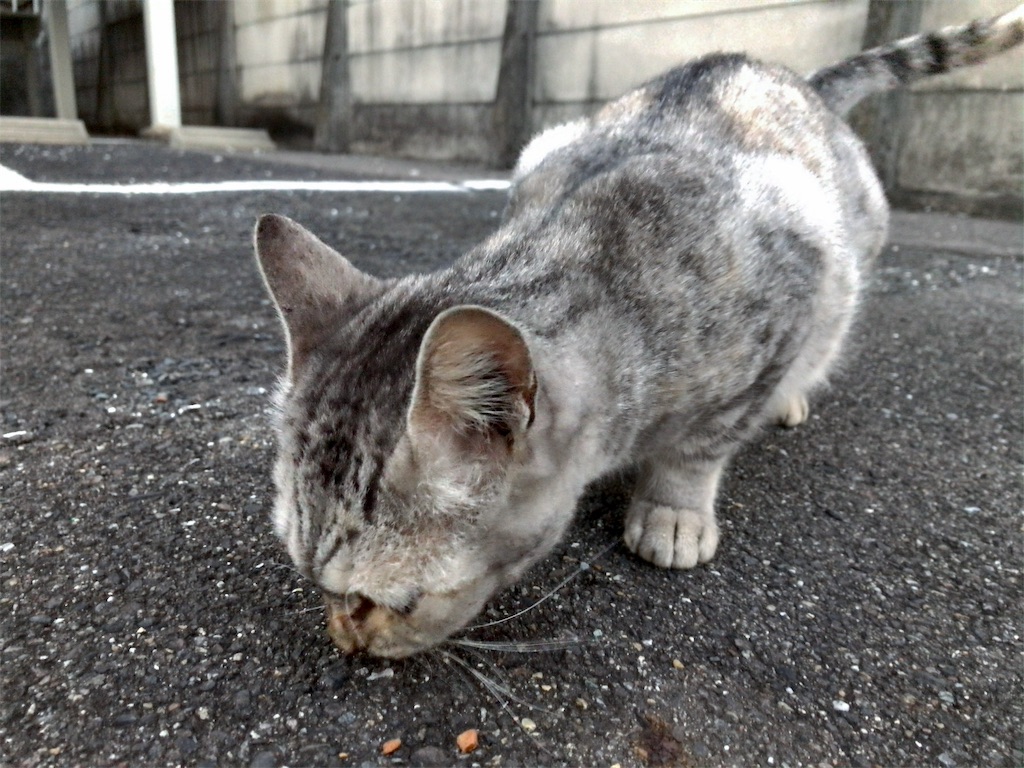 f:id:kuisugimasa:20191110111056j:image f:id:kuisugimasa:20191110111056j:image