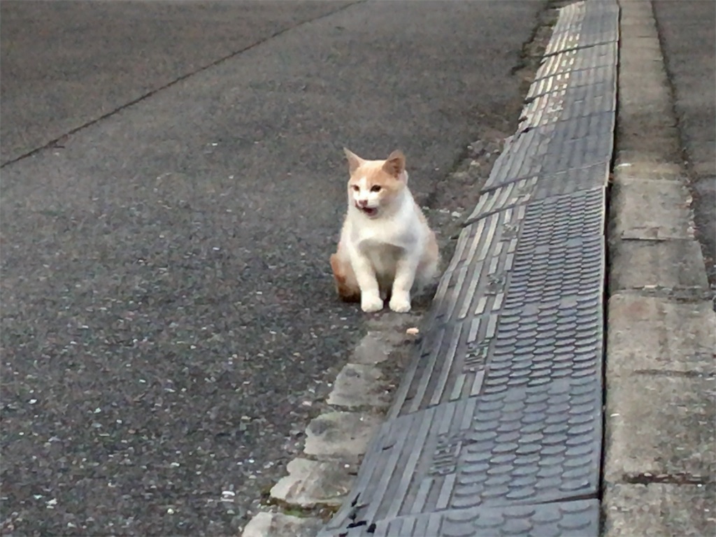 f:id:kuisugimasa:20191110111059j:image f:id:kuisugimasa:20191110111059j:image