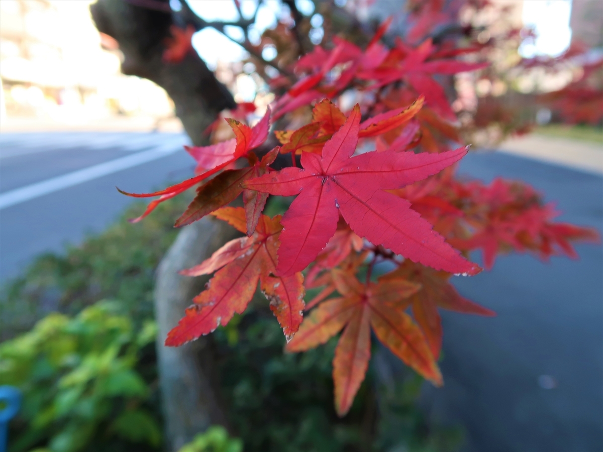 f:id:kuisugimasa:20191229175820j:plain f:id:kuisugimasa:20191229175820j:plain