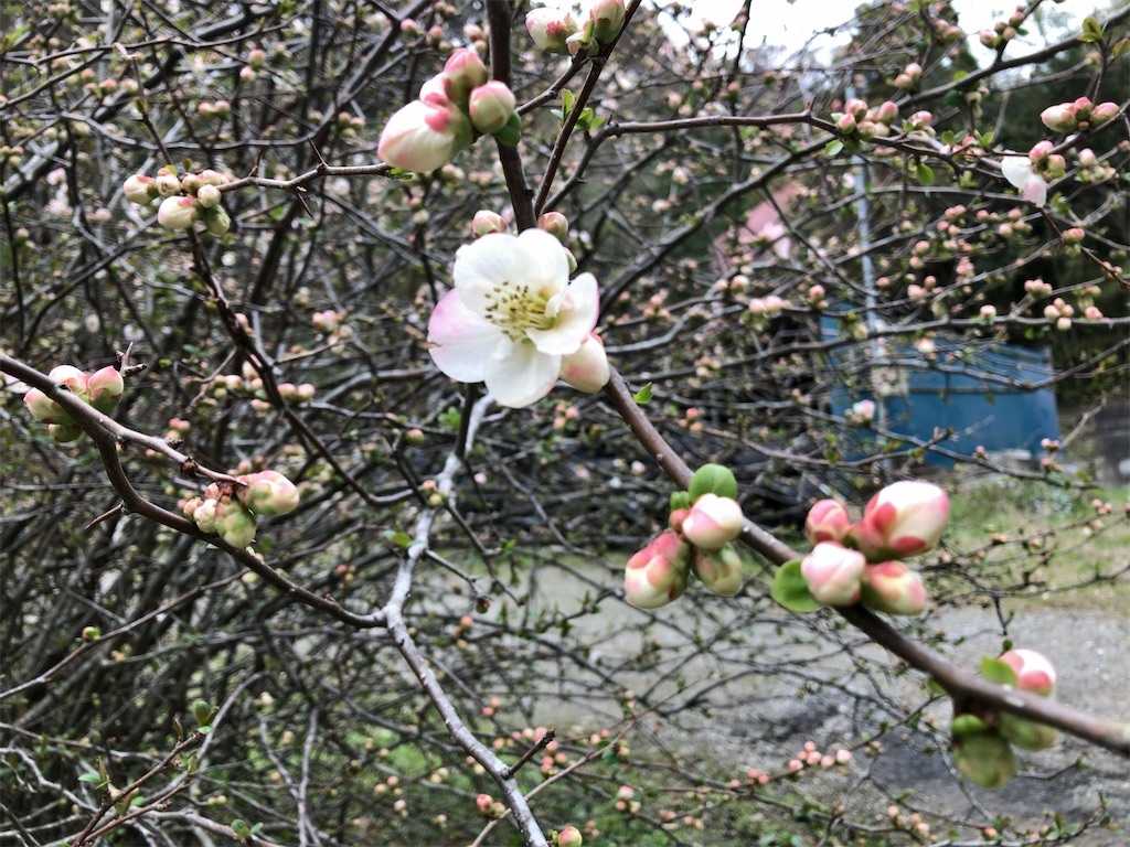 f:id:kuisugimasa:20200322055553j:image