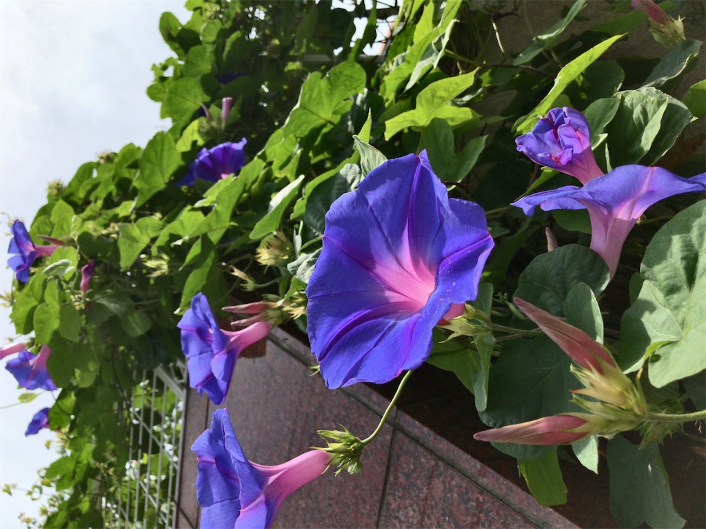 f:id:kuisugimasa:20200714004549j:image