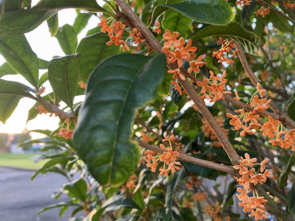 f:id:kuisugimasa:20221005072549j:image f:id:kuisugimasa:20221005072549j:image