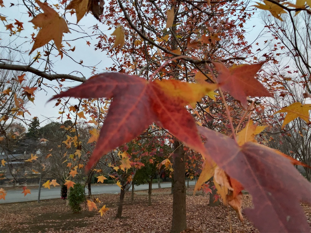 f:id:kuisugimasa:20221129083006j:image