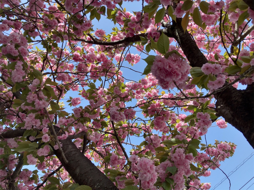 f:id:kuisugimasa:20230414003542j:image