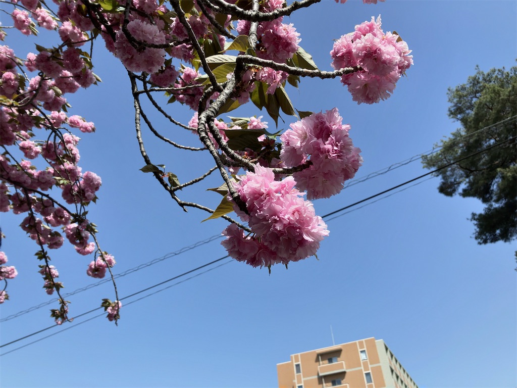 f:id:kuisugimasa:20230414003635j:image