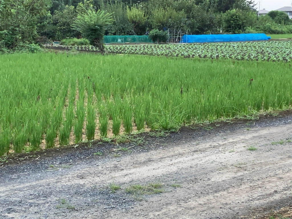 f:id:kuisugimasa:20230914120351j:image