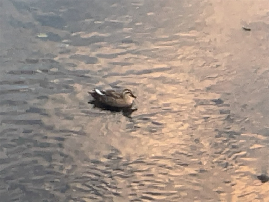 f:id:kuisugimasa:20230929160742j:image