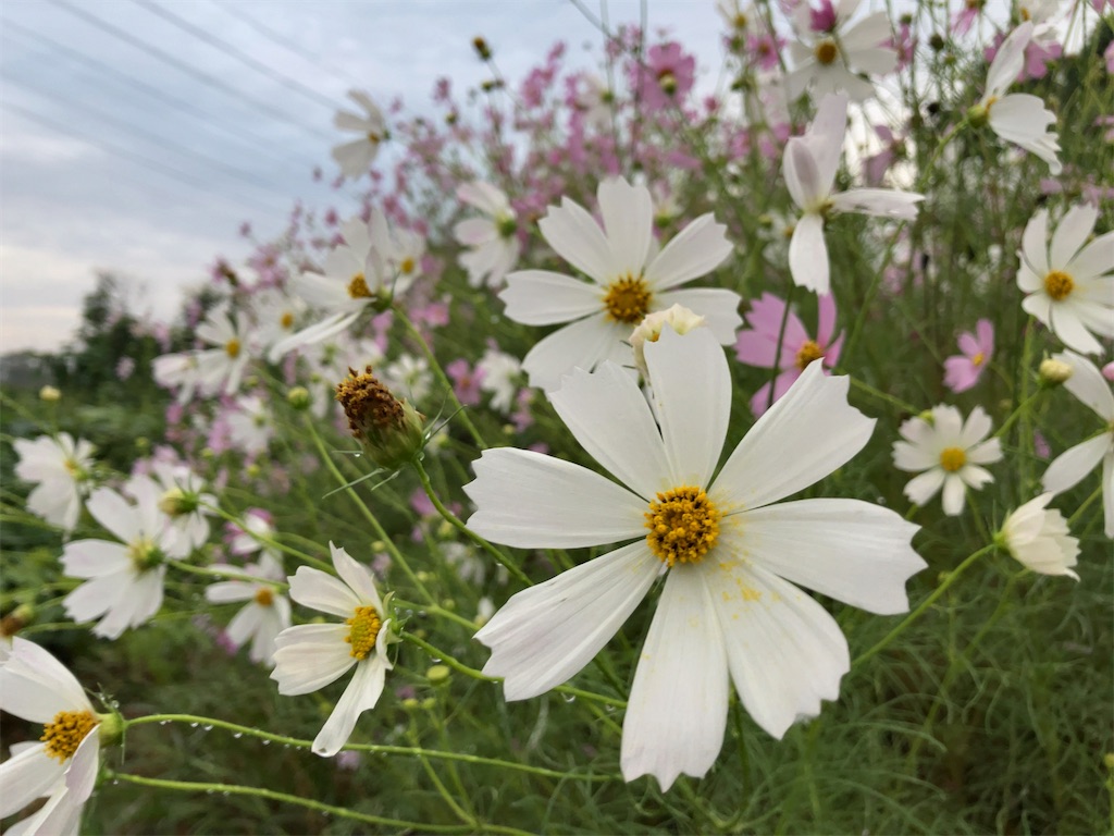 f:id:kuisugimasa:20231005074557j:image