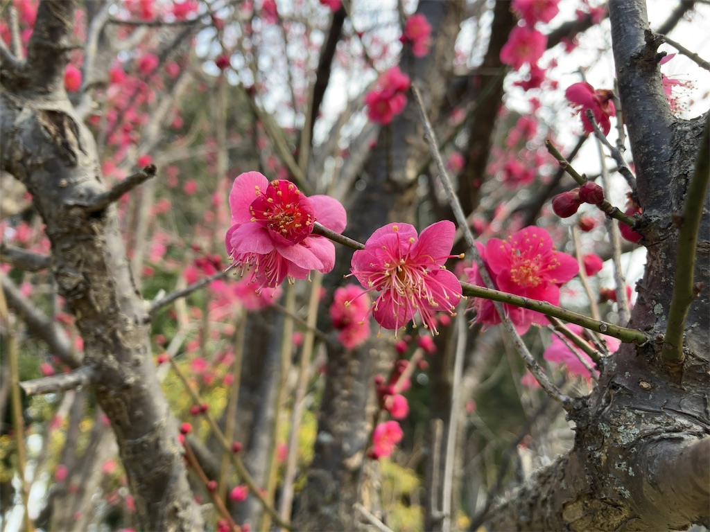 f:id:kuisugimasa:20240204143018j:image