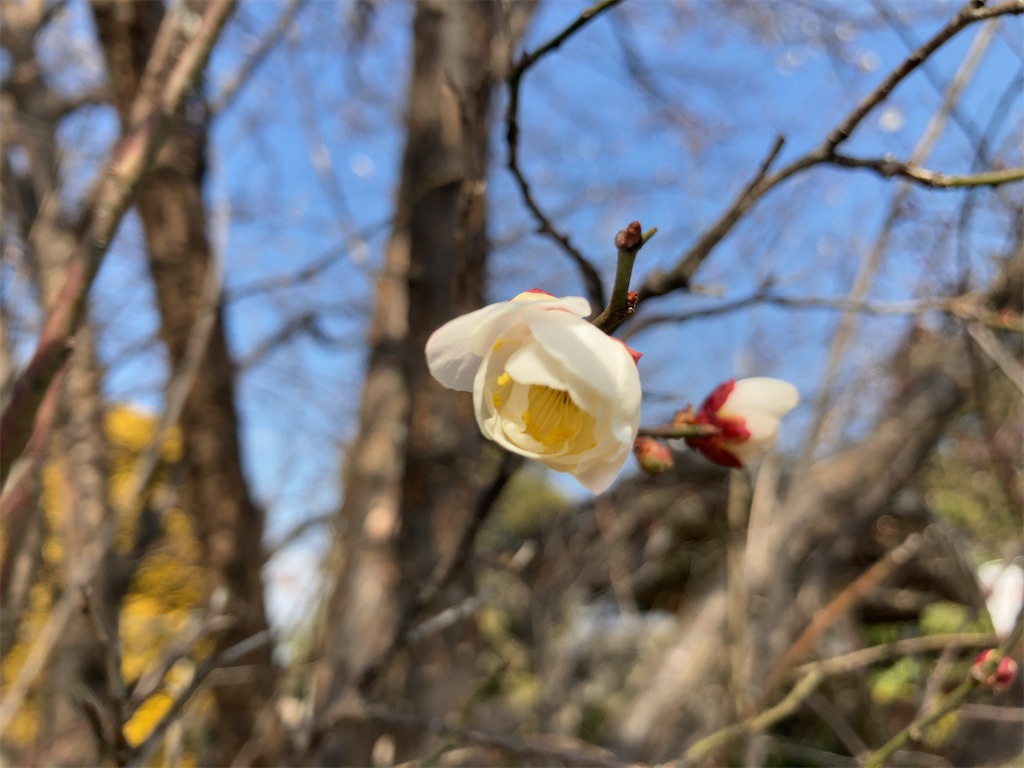 f:id:kuisugimasa:20240204143129j:image