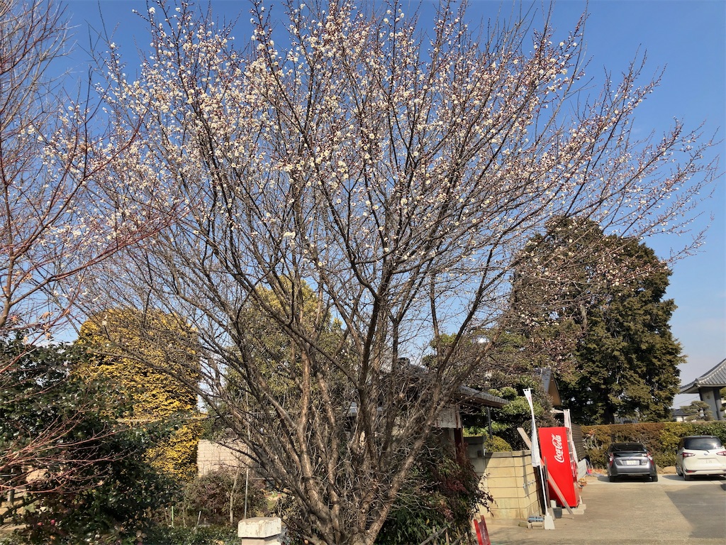 f:id:kuisugimasa:20240204143156j:image