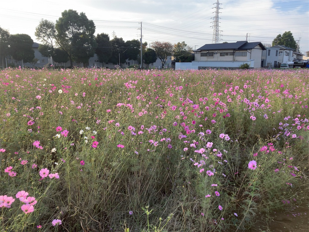 f:id:kuisugimasa:20241117111012j:image