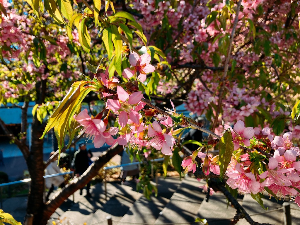 f:id:kuisugimasa:20250105092940j:image f:id:kuisugimasa:20250105092940j:image