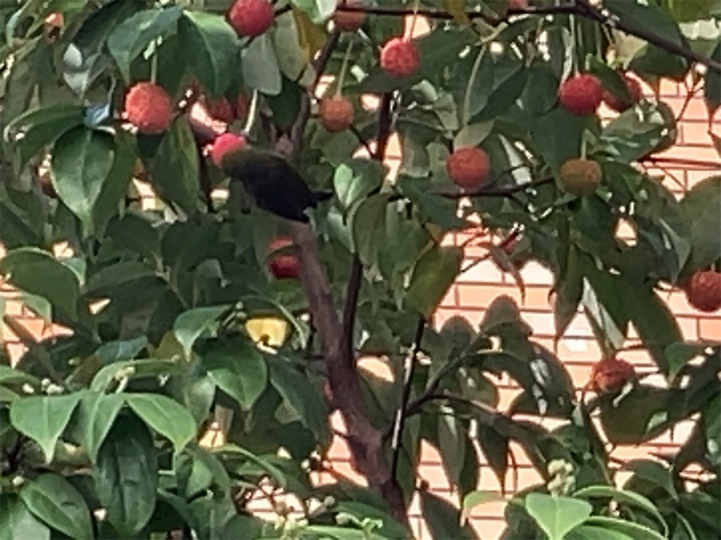 f:id:kuisugimasa:20251107204210j:image