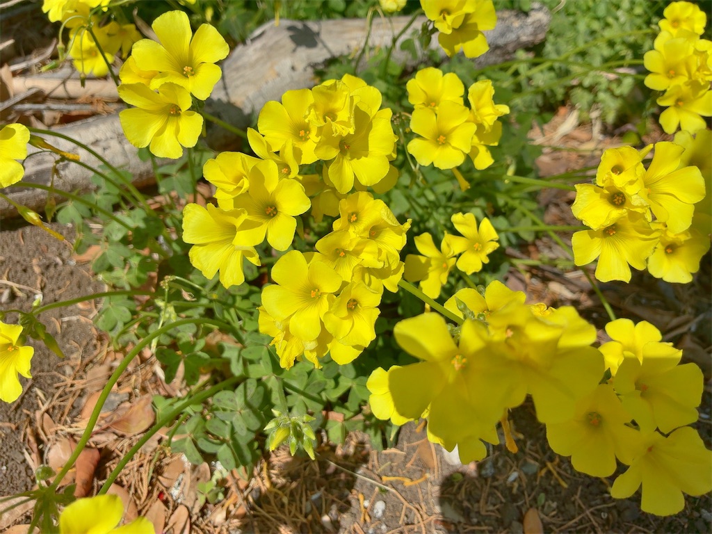 f:id:kuisugimasa:20260325083037j:image f:id:kuisugimasa:20260325083037j:image