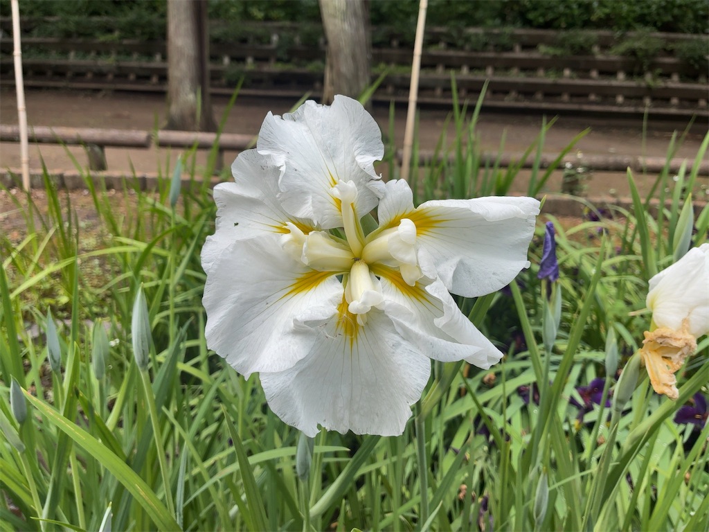 f:id:kuisugimasa:20260524083738j:image